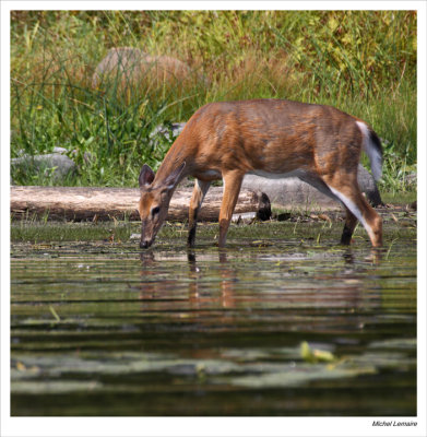 Chevreuil-11w.jpg