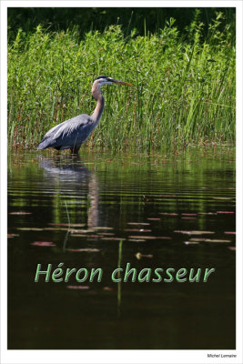 Hunting Heron