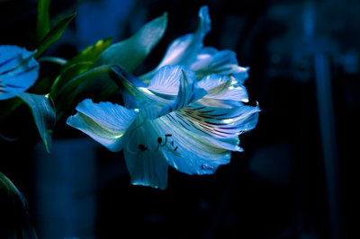 instant_bioluminescence_flowers