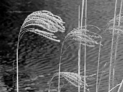 Herbe d'eau