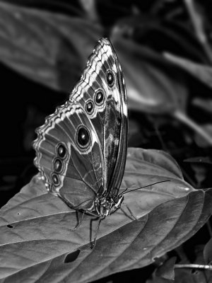 Papillon