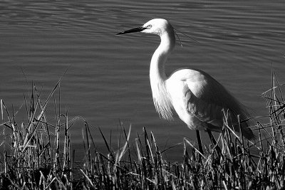 Aigrette garzette