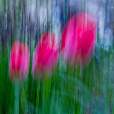 30 tulipes.jpg
