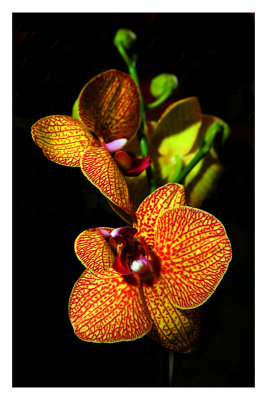 18 orchide.jpg