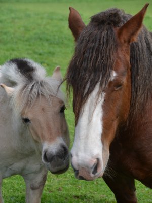 droles_de_bestioles