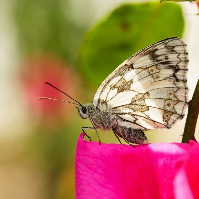  Papillon brun et blanc