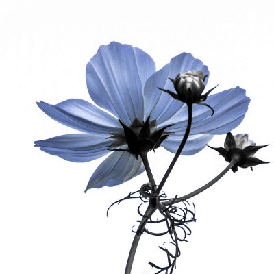  fleur bleue
