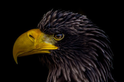 l'aigle noir