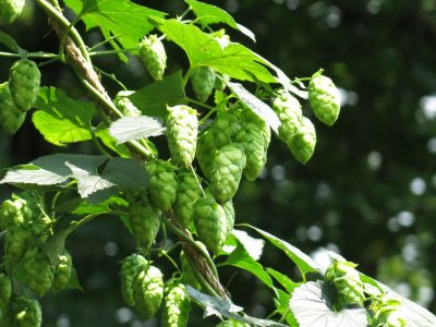 IMG_0873.jpg