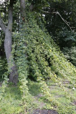 _MG_4859.jpg