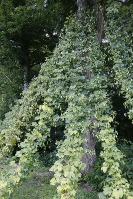 _MG_4864.jpg