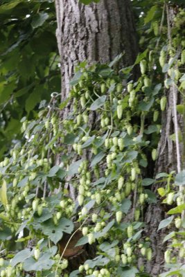 2014_hops