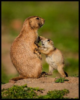 Prairie Dogs