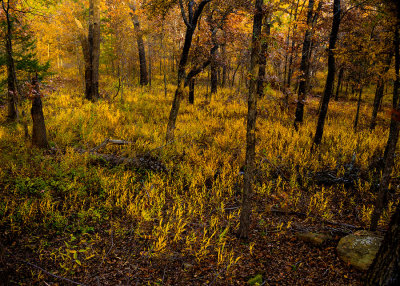 Forest Floor