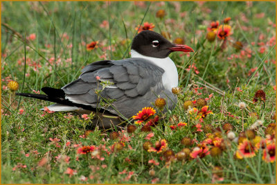 Laughing Gull on nest