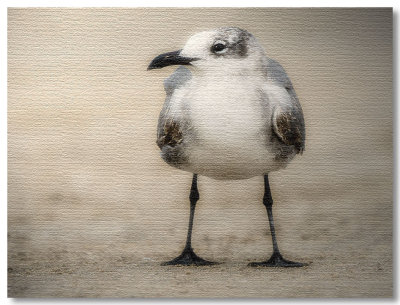 Gull (filtered)