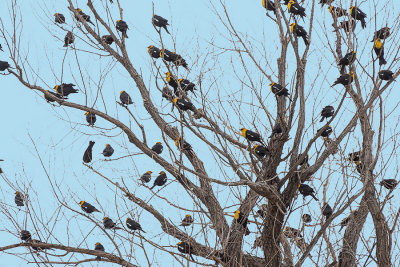 Yellow-headed-Blackbird.jpg