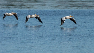 pelicans3.jpg