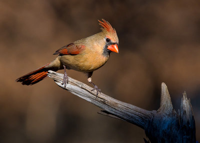 Nothern Cardinal female