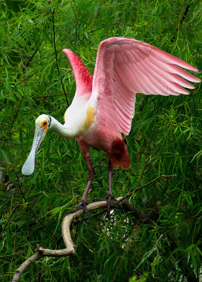 Rosette Spoonbill