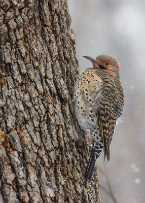 Northern Flicker - Yellow Shafted