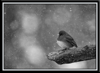 Junco in Snow