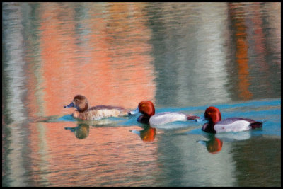 Ducks with filter