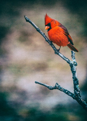 Northern Cardinal Male