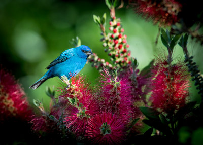 Indigo-Bunting