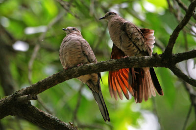 Inca Doves  