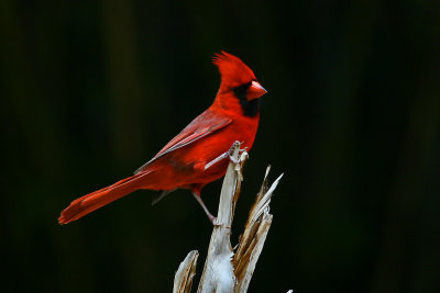 Cardinal  