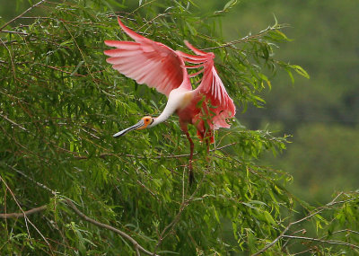 Roseate Spoonbill  