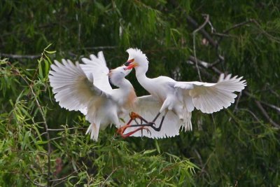 Cattle Egret  vs  Snowy Egret  