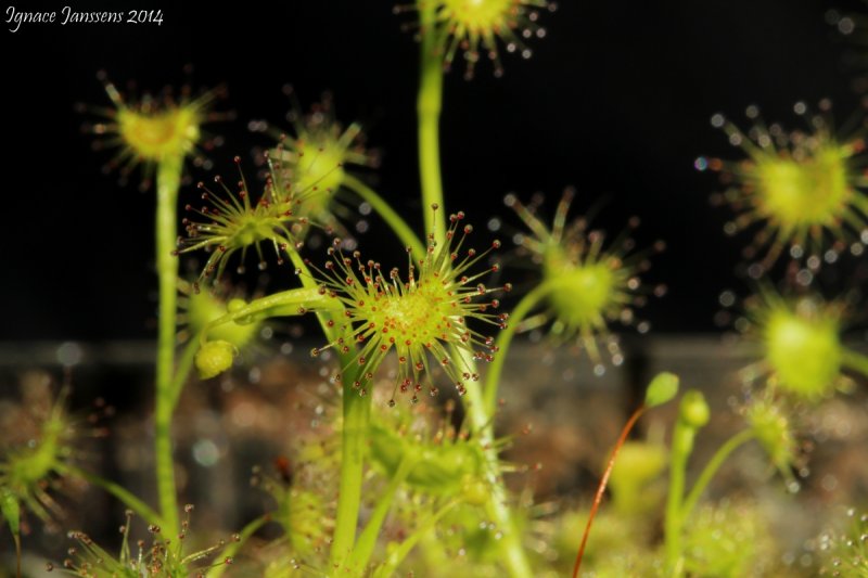 Drosera peltata ( golden green plants )