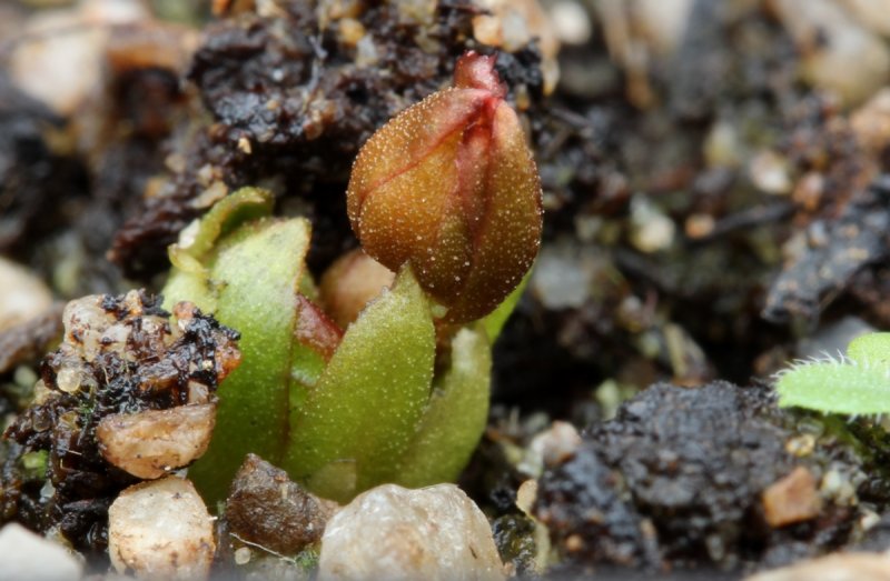 Drosera praefolia