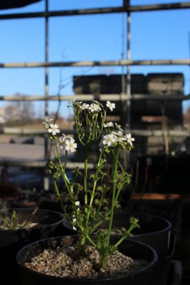 Drosera aff. stolonifera ( giant hills form )