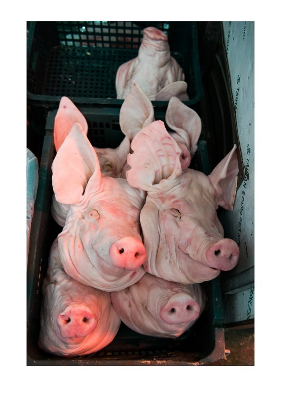 Pig faces