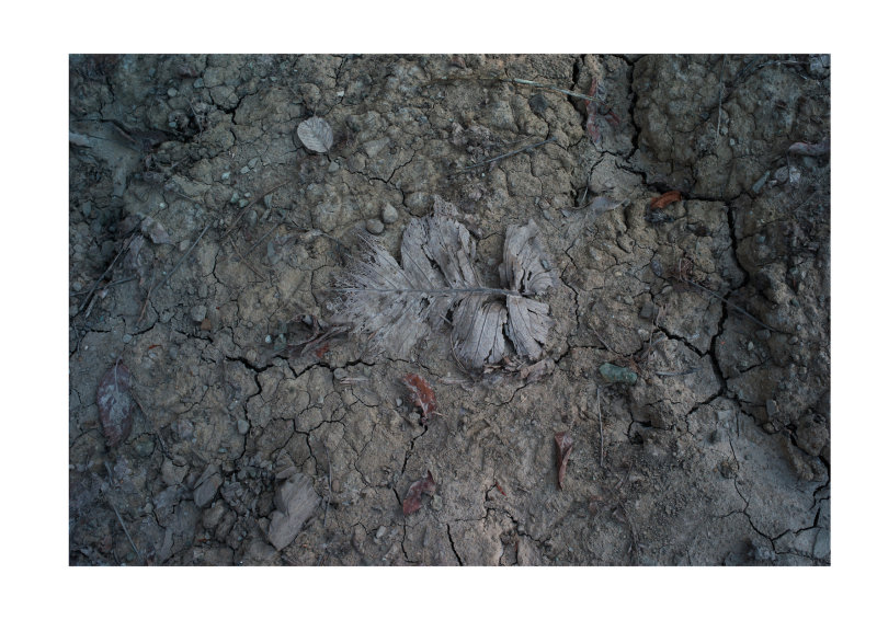 Leaf by the Mud Volcano, Borneo