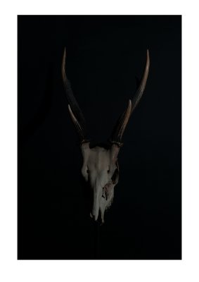 skull