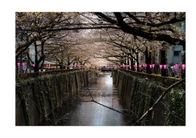 Cherry blossom, Nakameguro