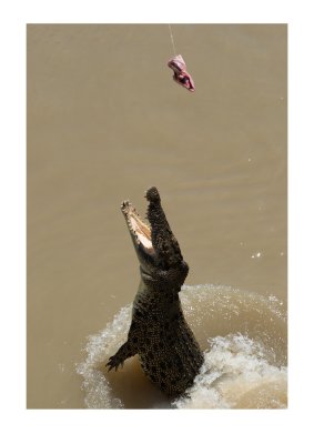 Jumping croc 3