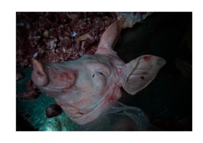 Pig's head