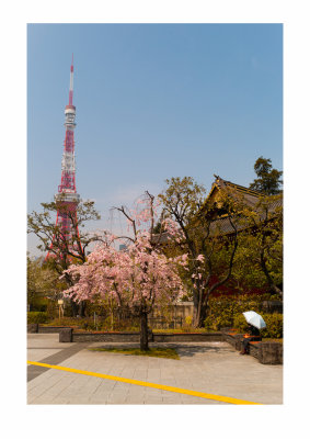 Cherry blossom, Tokyo Tower