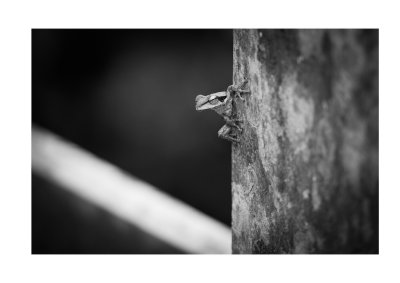 Frog, Borneo