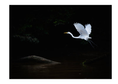 egret, Borneo