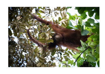 orang utan, Borneo