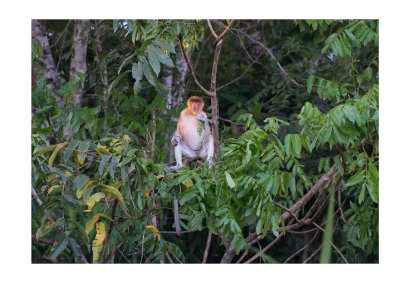 Proboscis monkey