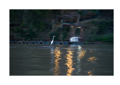 Egret at dusk