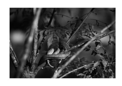 Pit viper, Borneo