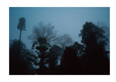 Dawn in the rainforest